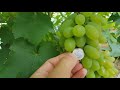 Vynuogės (pirmas 2017 derlius)