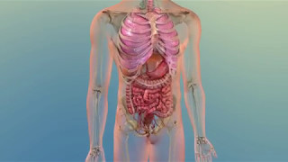 How Your Body Uses Cholesterol