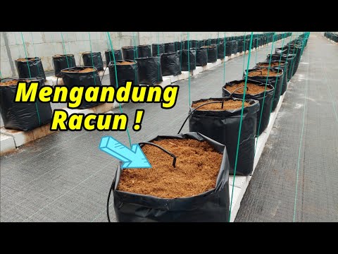 Tutorial Lengkap MELON HIDROPONIK - Vlog 1 MEDIA TANAM