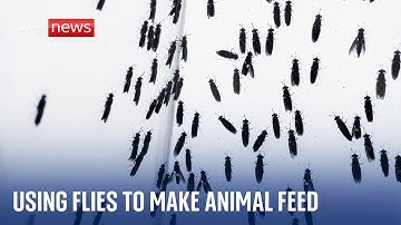 Using insects to make protein for animal feed