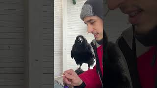 #Aboutbirds #Animal #Crow #Raven #Воронгоша #Birdtraining #Trainingravens