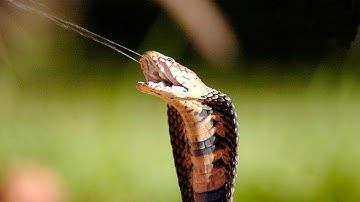 TOP 10 Động Vật Độc Nhất Thế Giới - Khám Phá