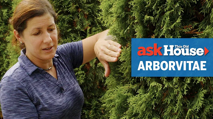 All About Arborvitaes | Ask This Old House - DayDayNews