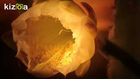 Kizoa Video Editor - Movie Maker: the plant