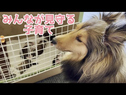 【シェルティ】みんなで見守る子育て🍀【べびち大好き】