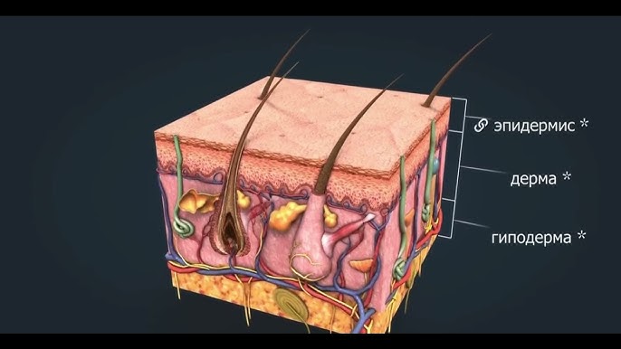 Кибер тері қандай?