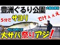 豊洲ぐるり公園サビキ釣りで大サバと金アジが大型連発!サヨリ仕掛けでサヨリ釣りにコノシロ祭り