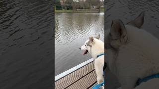 💦 Yuki genießt die Aussicht. 🐾🍃😊 #Husky #Hundeshorts #entzückend #Tiergeschichte