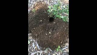 Gopher caught in the act!