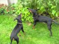 Manchester terriers fruit picking の動画、YouTube動画。