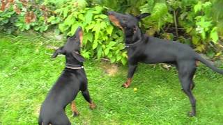 Manchester terriers fruit picking