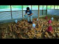 CHICKEN FARMING│A new strain of chicks was donated to our farm! Farm future breeders