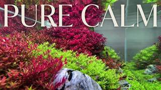 Beautiful Aquascape Piano Music 🌿 | Calm Instrumental for Focus & Relaxation [1 Hour]