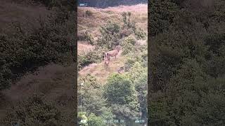 Some red deer treats for my sons birthday