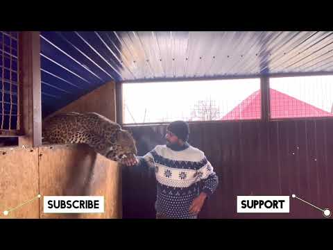 Jaguar terrible bit part_3 || jaguar || leopard || black panther || big cats || before Ukraine war