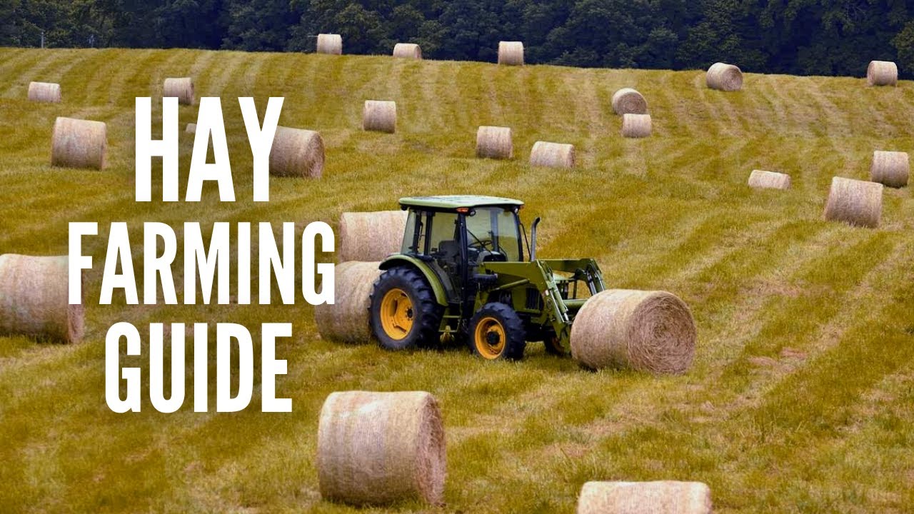 Hay Farming Essentials A Comprehensive Guide To Growing Hay YouTube