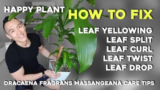 Happy Plant | How to fix 5 common issues | Dracaena Fragrans Massangeana Corn/Dragon Plant Care Tips