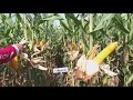 Hybrid corn seeds of advanta