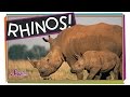 Save the rhinos  animal science for kids