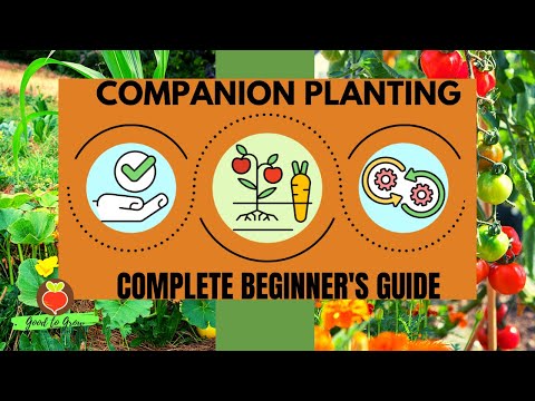 Video: Kapilų kompanionai: kaljaro augalų kompanionai sode