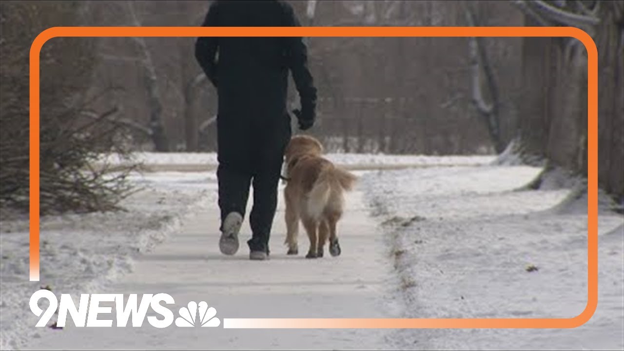 Improving your dog walks