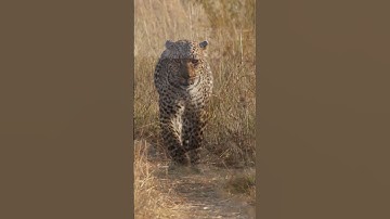 Protect Leopard leaps from extinction and save their Habitats for Animal Conservation