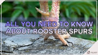 All You Need To Know About Rooster Spurs