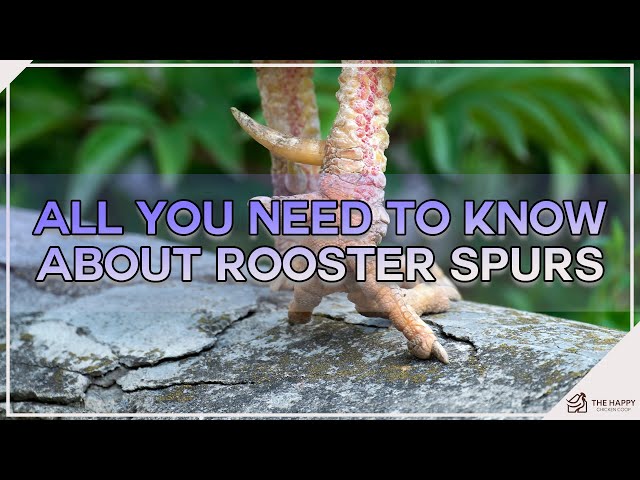 Rooster Spurs: What They Are And What To Do With Them • Insteading