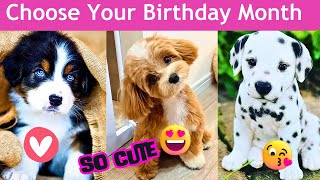 choose your Birthday Month & See your cute puppy #chooseyourgift #puppy #dog #shorts #shortvideo