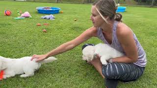 Sweet Golden Retriever Puppies