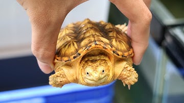 Siêu phẩm rùa Hypo common da cam cực đẹp 😍