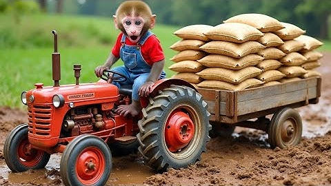 Monkey NaNa drives a small tractor to help the ducklings get home and bring food for the ducklings  
