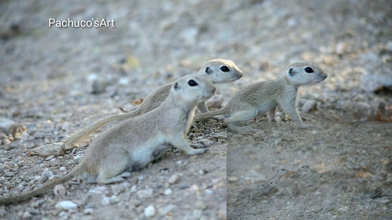 Round tailed ground squirrels having fun