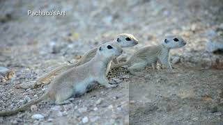 Round tailed ground squirrels having fun