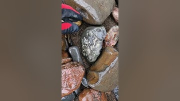 Cluster of Golden Fossil Shells washed up on the Beach! 🌊🐚✨️ #fossilhunting #fossils #shorts #coast