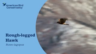 Rough-legged Hawk: Welcome in Winter