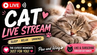LIVE: Adorable Kitten Sleeping & Relaxing 😻 | Cute Cat Live Stream