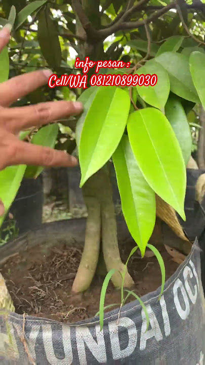 Pot Jumbo Bibit Durian Bawor Musangking Ochee ‼️ #bibitdurian #durian #kebundurian #fruit #bonsai
