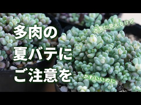 ツブツブ多肉② 多肉植物 つぶつぶ屋 - YouTube