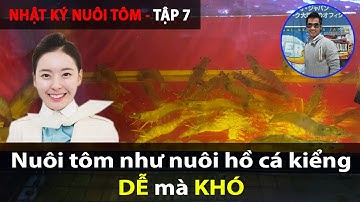 Hạn chế rủi ro NUÔI TÔM bằng cách ứng dụng XỬ LÝ NƯỚC của hồ cá  [TẬP 7]
