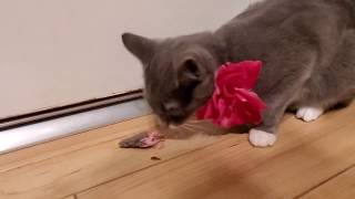 Happy Birthday to my fur baby April She turns the big 1 years old fun treat kitty fun celebrationcat by RealReviews YS 13 views 4 years ago 4 minutes, 8 seconds