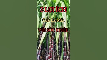3 Lợi Ích Bất Ngờ Của Lá Mía Có Thể Bạn Chưa Biết #dinhduong #health #suckhoe