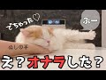腕にくっついて離れない子猫そのまま片足上げてオナラしちゃう【スコティッシュフォールド】