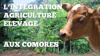 L'Intégration Agriculture-Elevage aux Comores