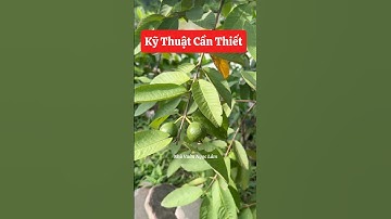 Muốn quả to, mập, ngon thì đừng tiếc dao kéo nhé các bác ơi ☎️0921.826.862 #shorts