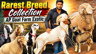 Lilliput Bantam Heavyweight Vilayati  Hunal & Ameengadh Sheep Available At AP Goat Farm | Hyderabad
