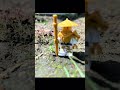Pls subscribe #lego #ninjagolego #ninjago #memes #legophotography #music