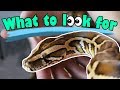 How to Buy a Healthy Snake!