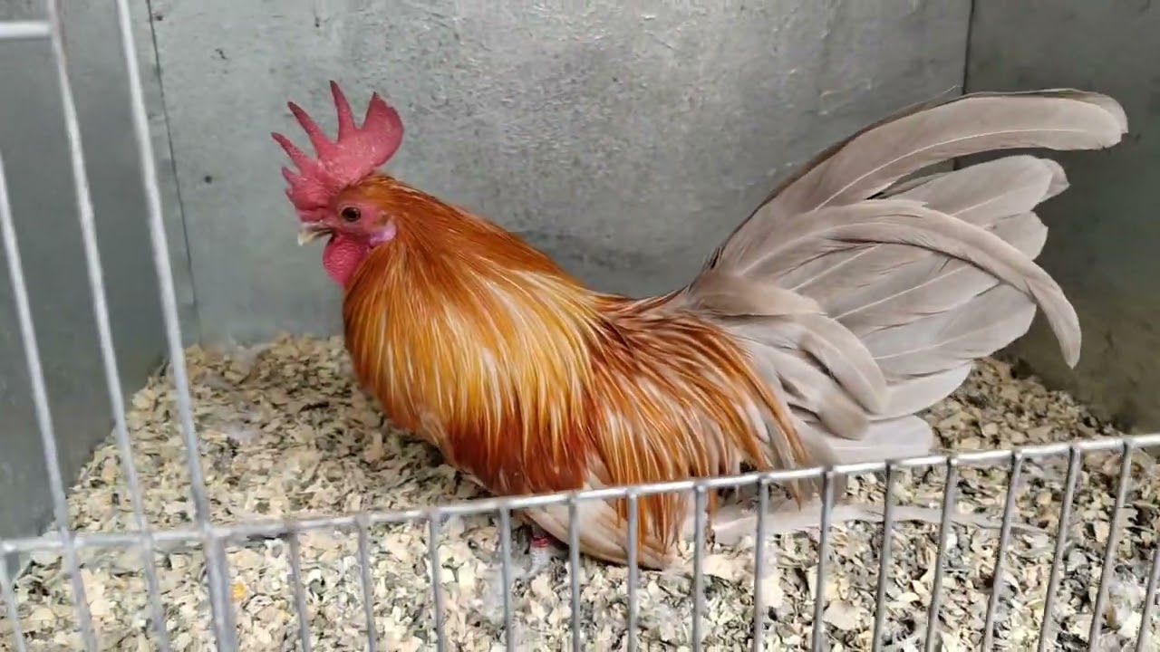 Conoce el Criadero Los Navarro el mejor Criador del 2024 de Mexico.