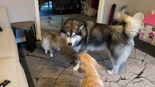 Golden Retriever Puppy Always Beats Up Giant Husky! (Cat's Not Impressed!!)